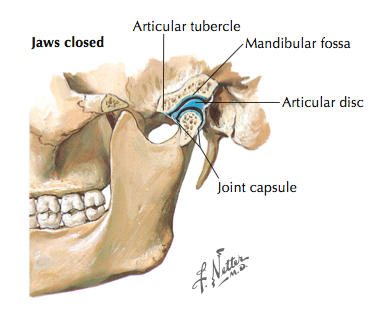 TMJ articular Disc